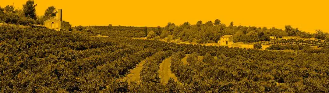 Naranjas Luna. Naranjas de Valencia directas del árbol a tu casa en 24 horas. Calidad al mejor precio.