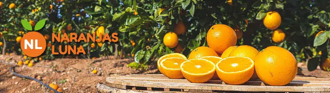Naranjas Luna. Naranjas de Valencia directas del árbol a tu casa en 24 horas. Calidad al mejor precio.